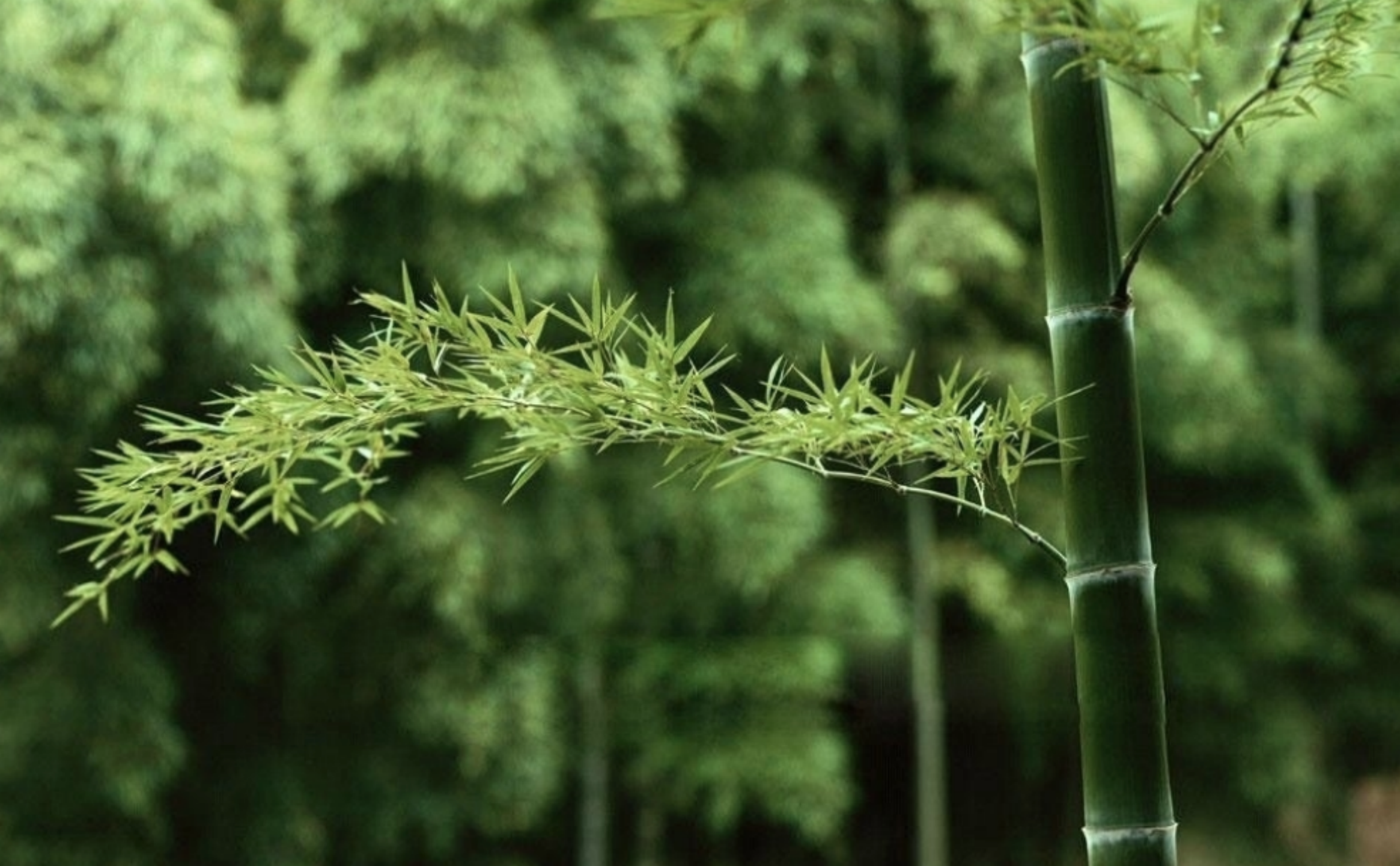 古人常说:"坟边长竹须迁坟,坟前两物成富人",这两物指什么?