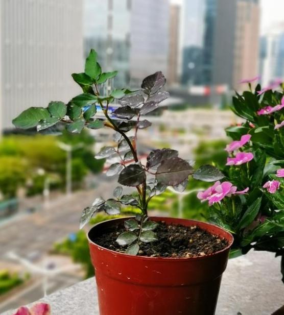 嫁接的独杆月季怎么促分枝呢?