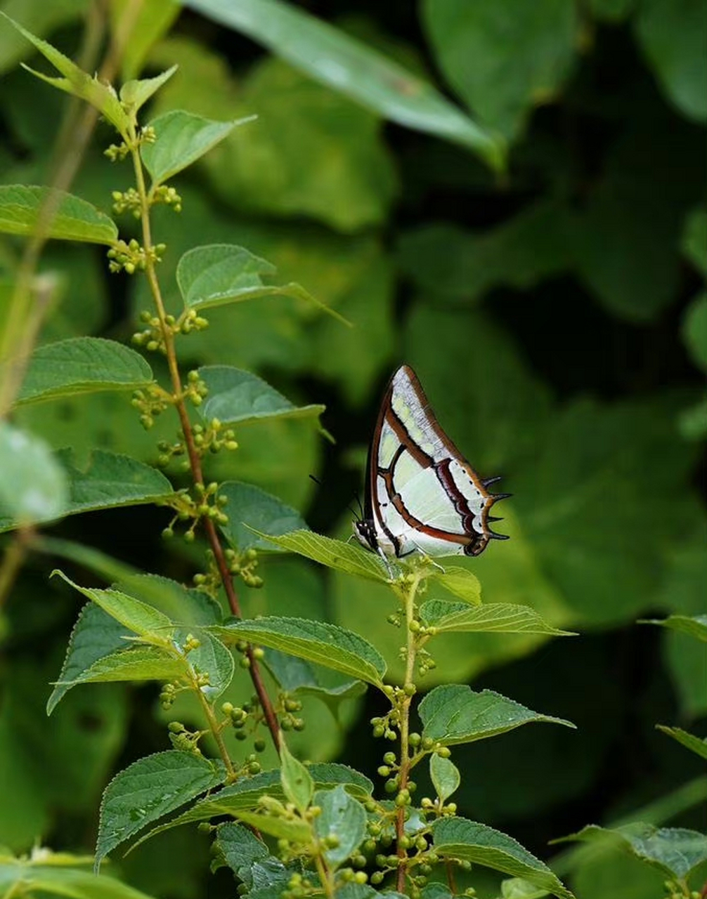 二尾蛱蝶 polyura narcaea (hewitson, 1854)