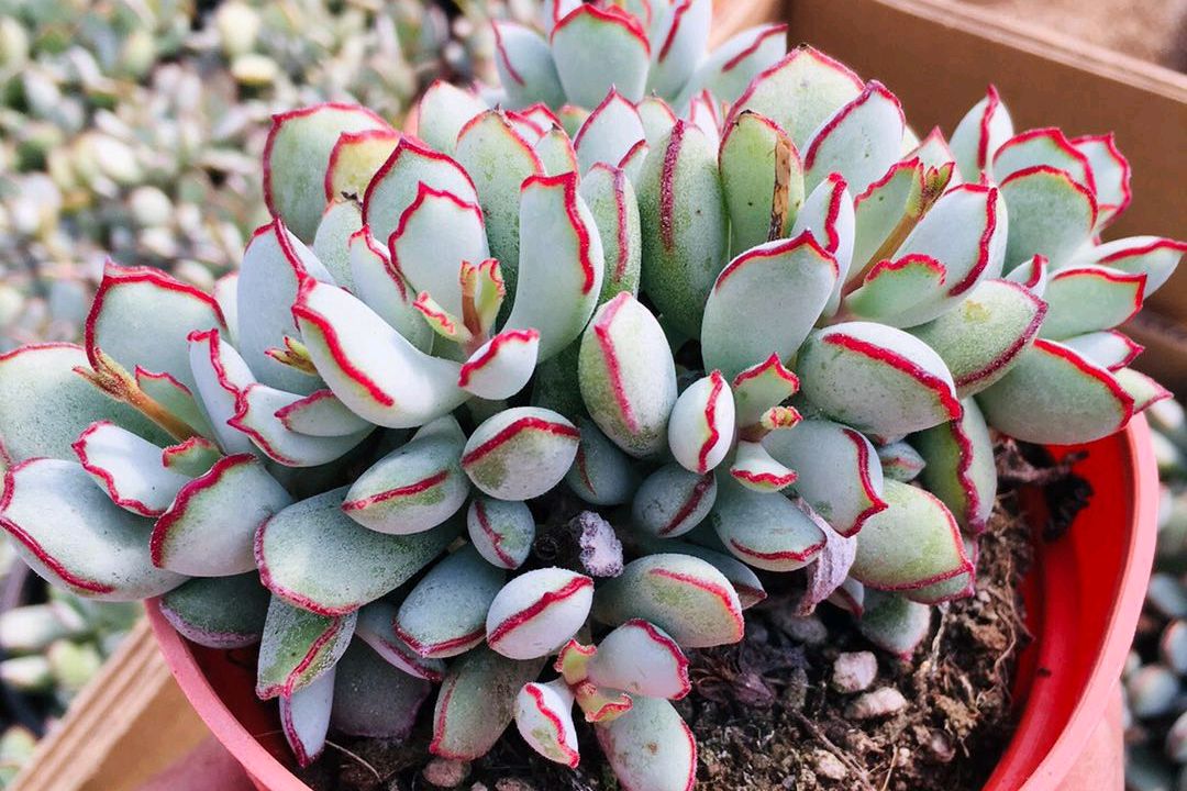 多肉福娘个个高颜值,除了最常见的两种,巧克力线也很美