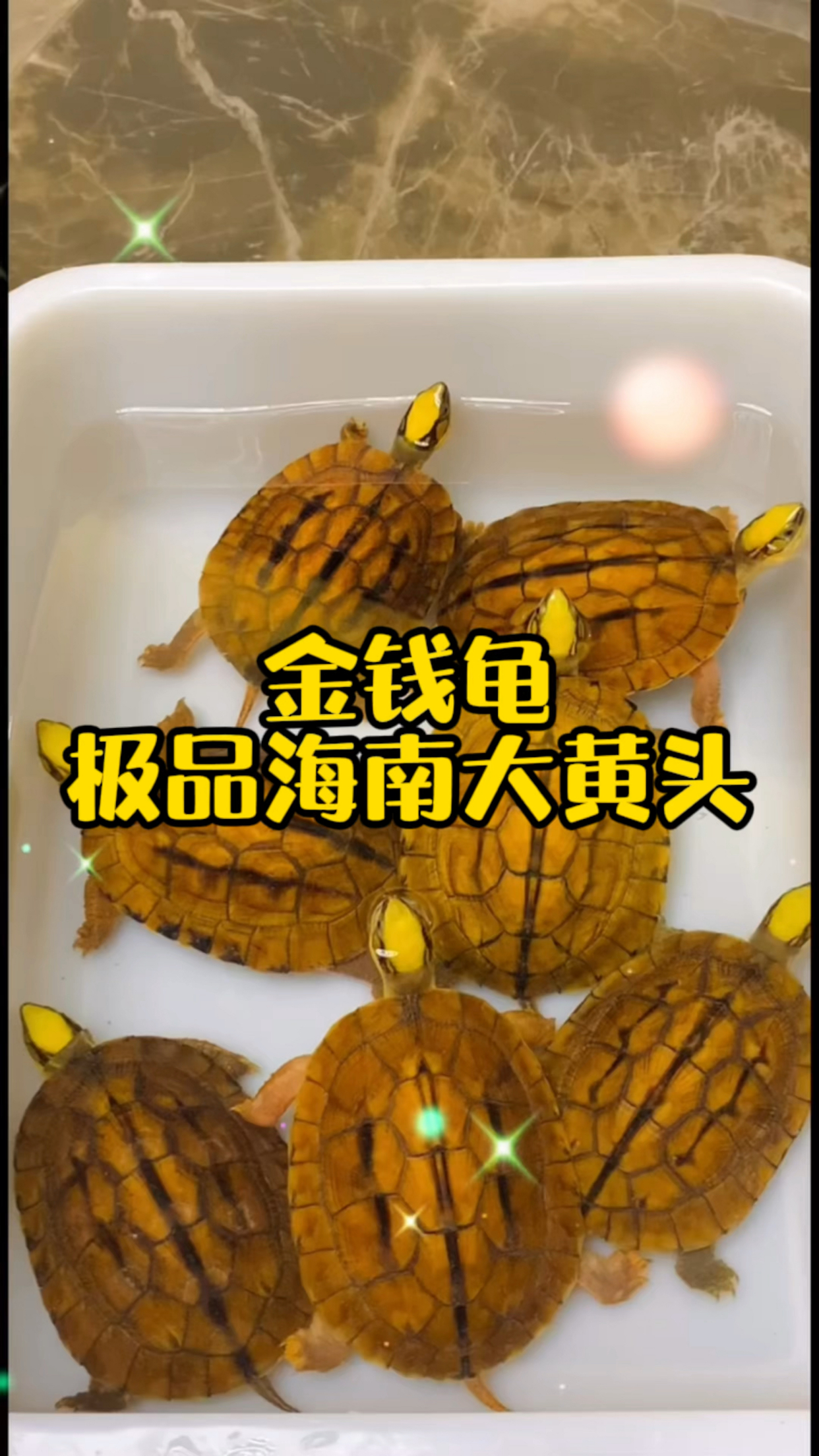 金钱龟极品海南西线大黄头母头色超级金黄冷水养殖纹路清晰精致