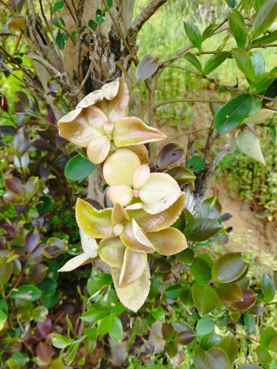 这种果子长在油茶树上,有白色和红色两种,吃起来味道和莲雾很像,是