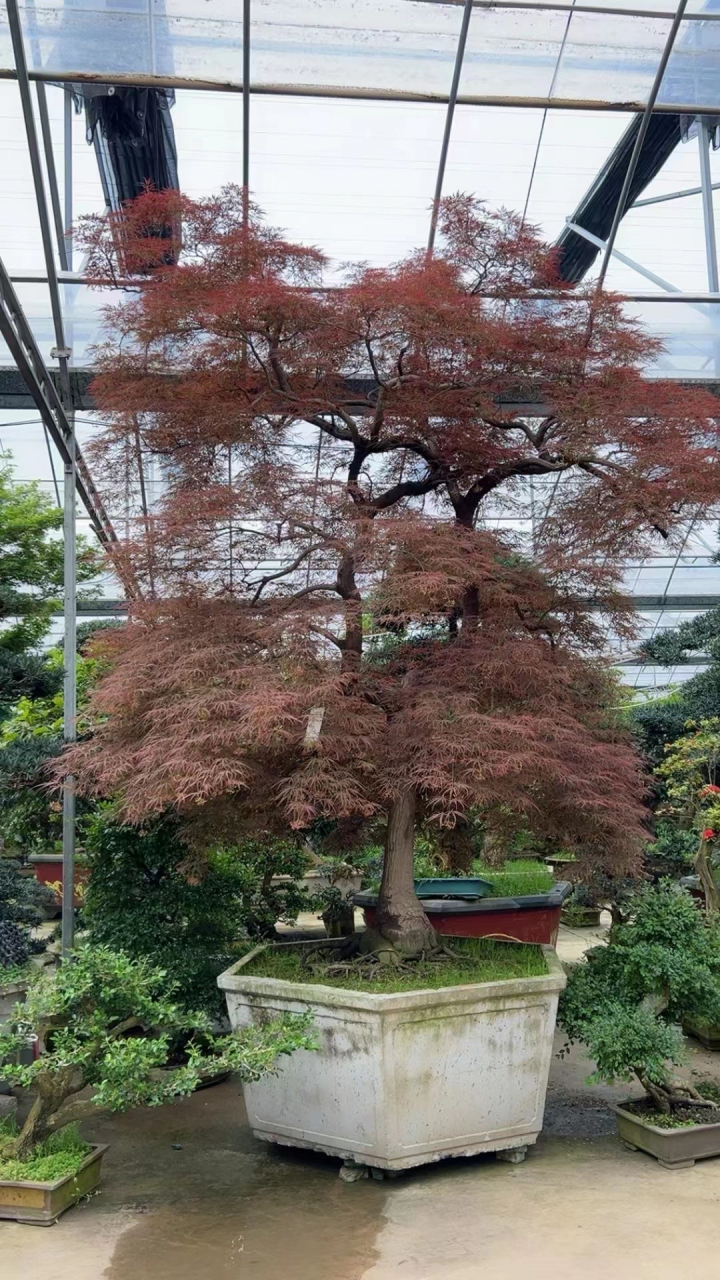 精品羽毛枫,真是太美了