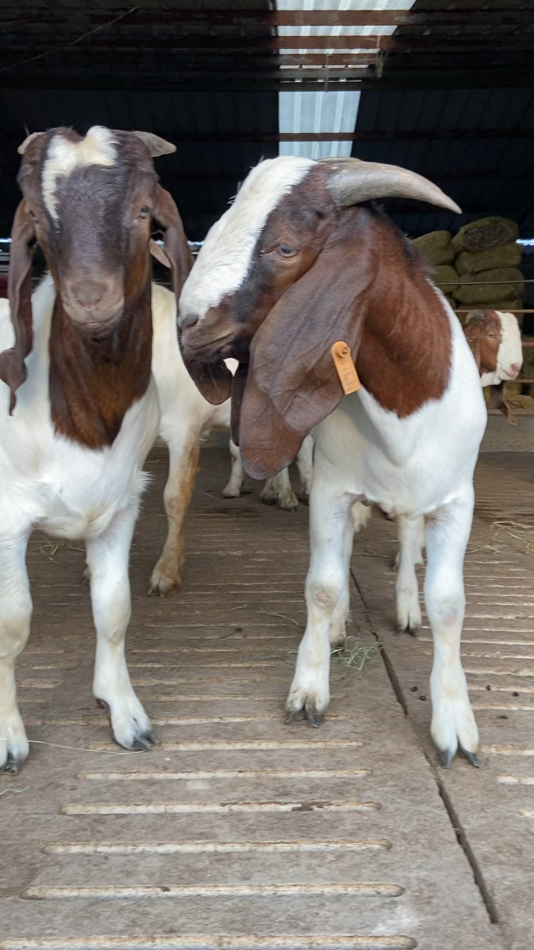 八九个月波尔山羊种公羊