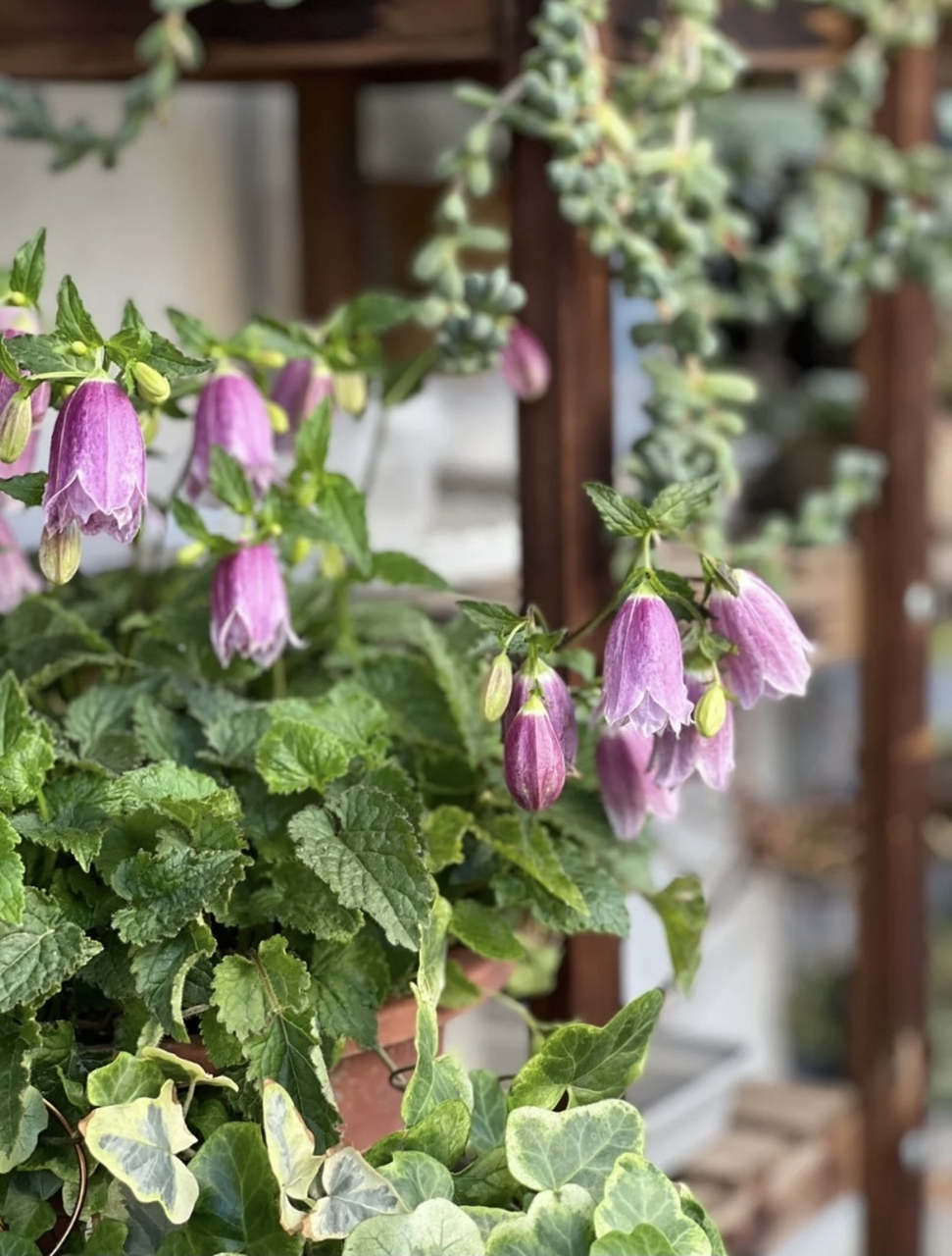 宿根风铃草是一个非常庞大的品系,也是众多植物爱好者非常喜欢的类型