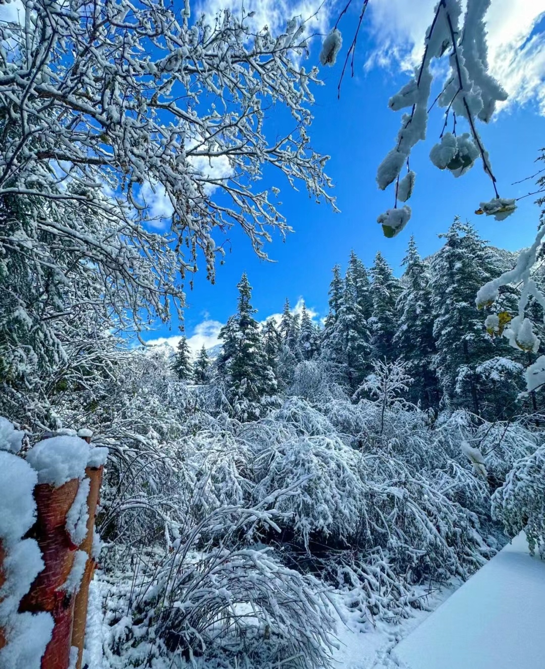 慢慢地雪花越来越密村庄开始被雪的铺盖包围白茫茫的一片