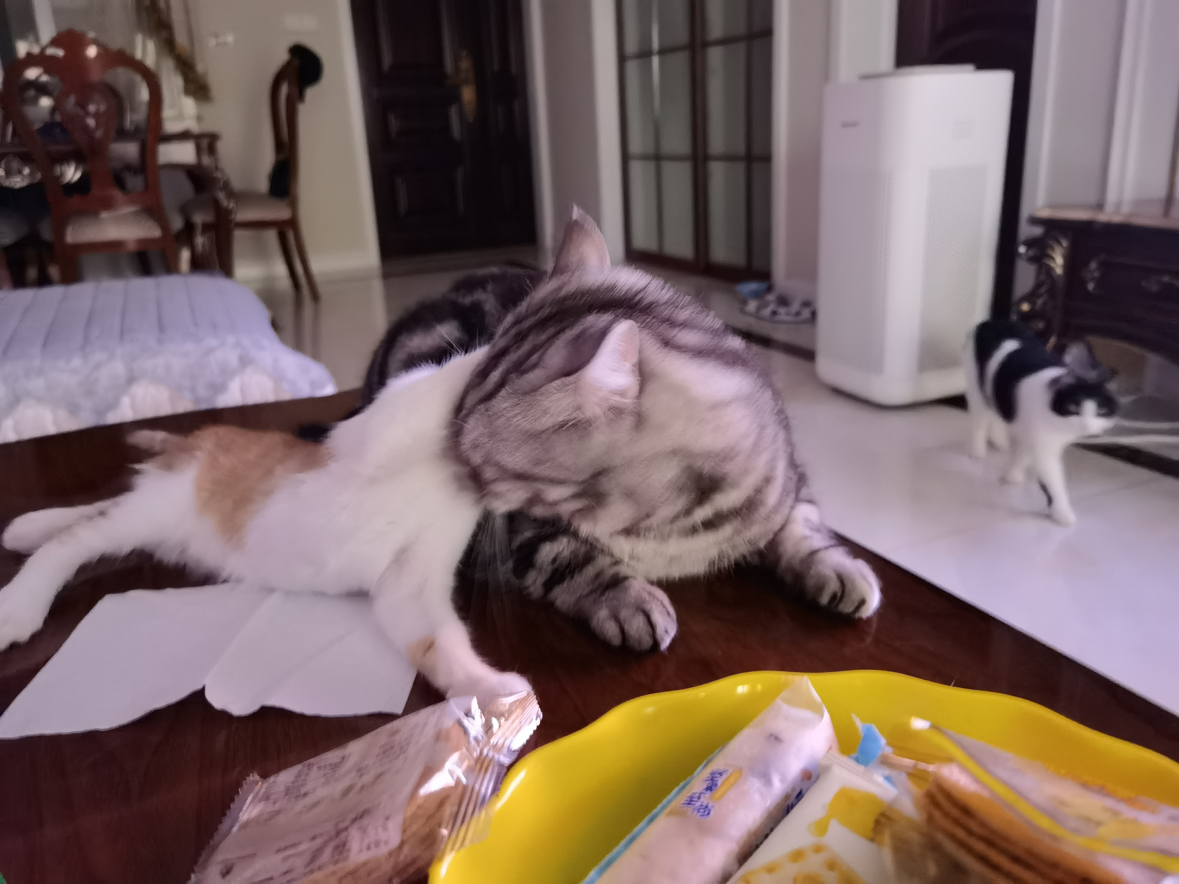 这些小猫咪交头接耳的,你们在商量什么啊?