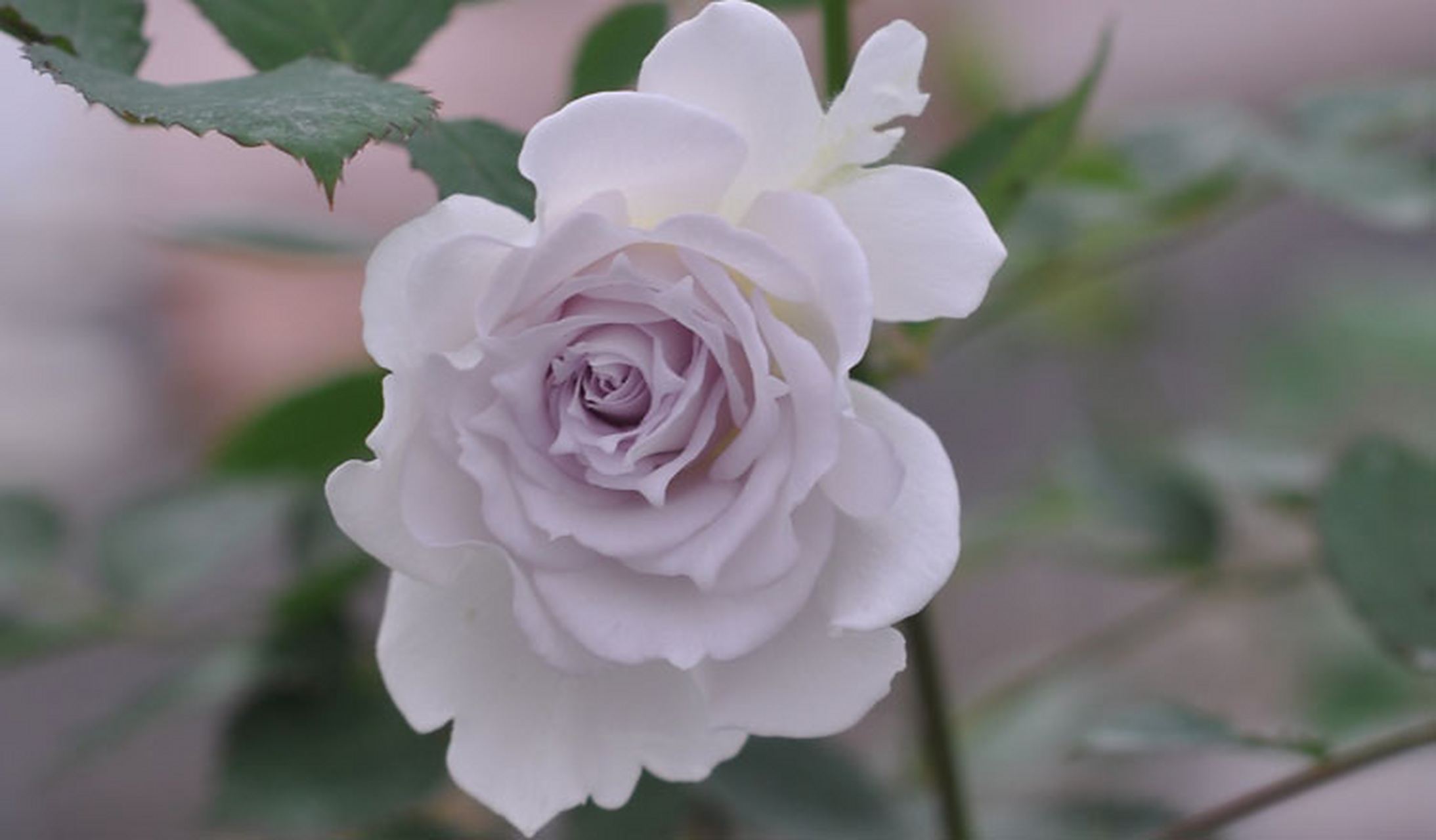 月季花中的清冷贵族—"加百列大天使".