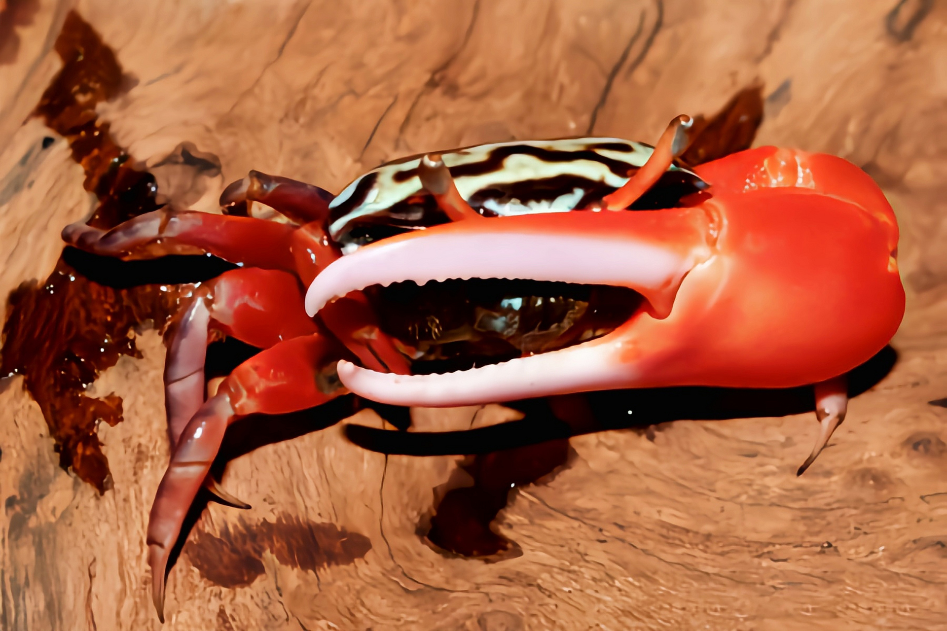 每天认识一种动物——西瓜招潮蟹 西瓜招潮蟹别名情