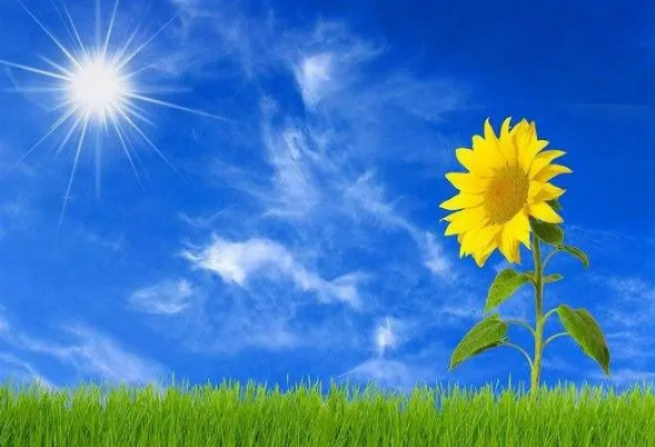 向日葵向着太阳转的原因是什么