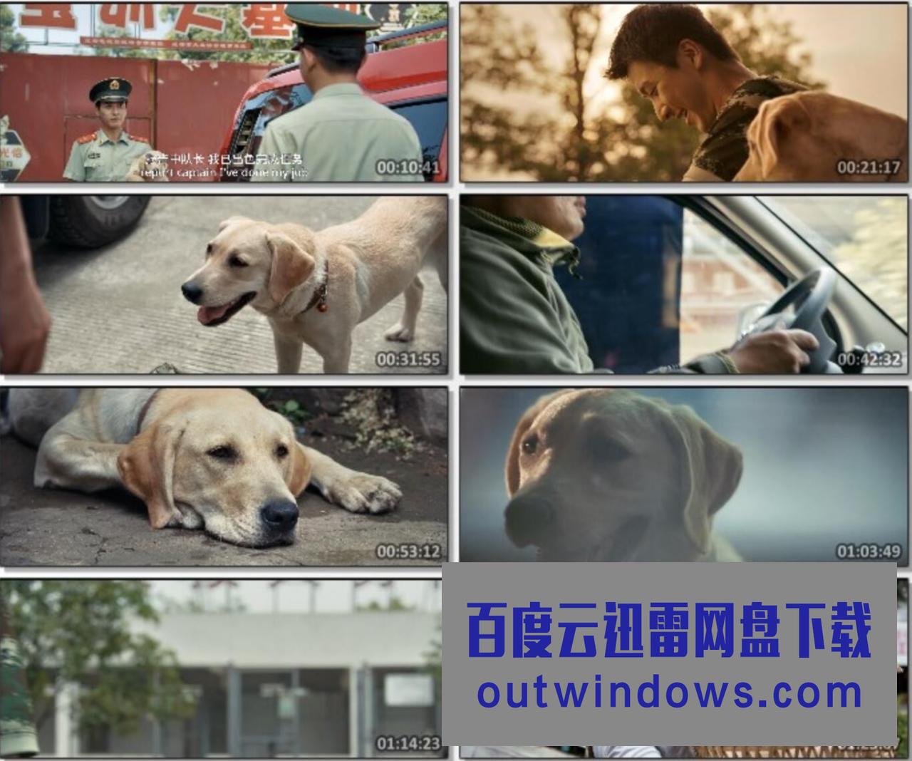 2021剧情《忠犬流浪记》4K.HD国语中字1080p|4k高清 2021剧情《忠犬流浪记》4K.HD国语中字1080p|4k高清