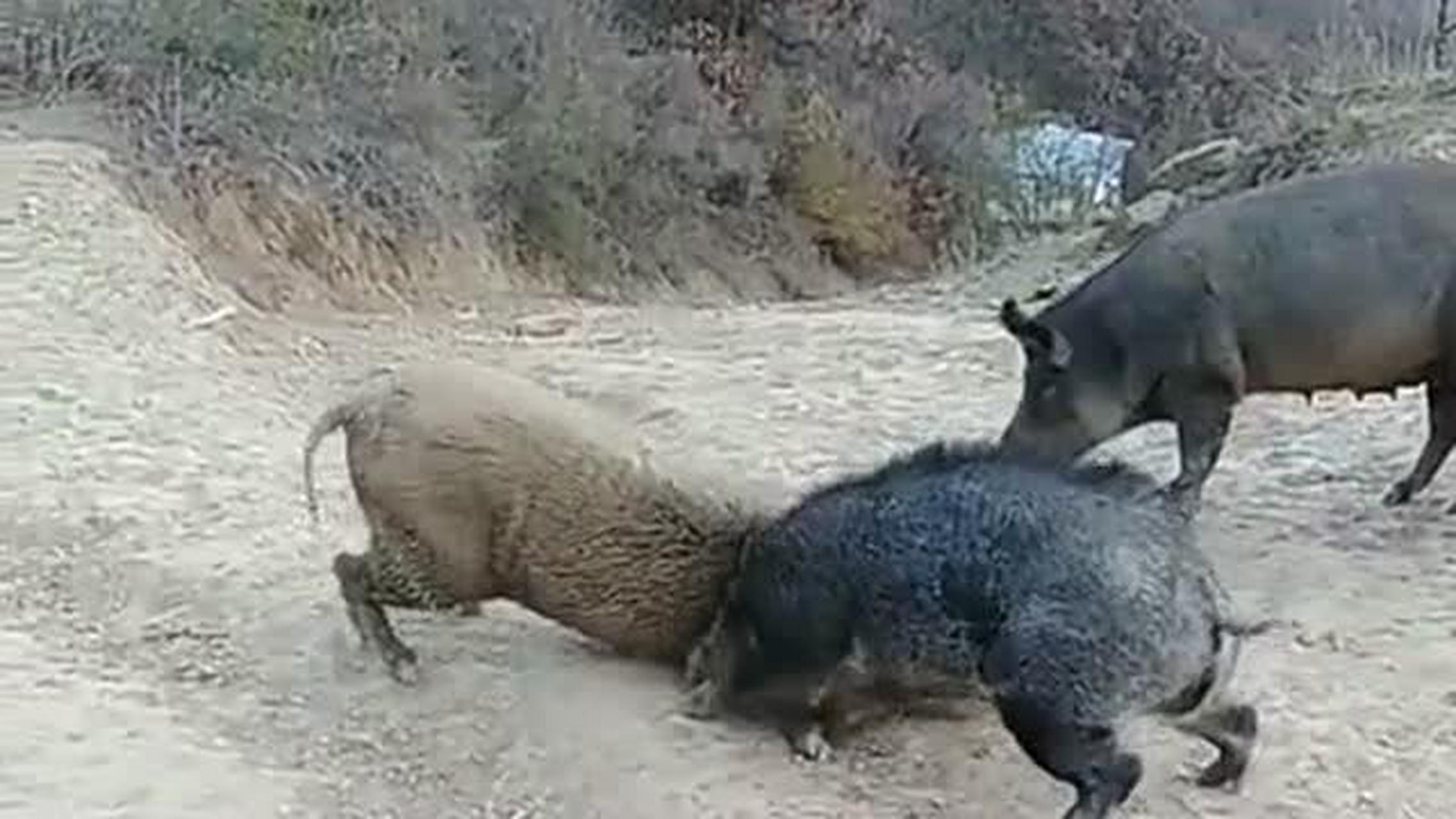 野猪家猪打架视频