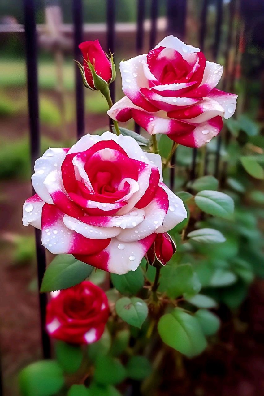 好一朵惊艳的双生玫瑰, 让我第一次在一朵花上看到了惊艳,绝美的双生