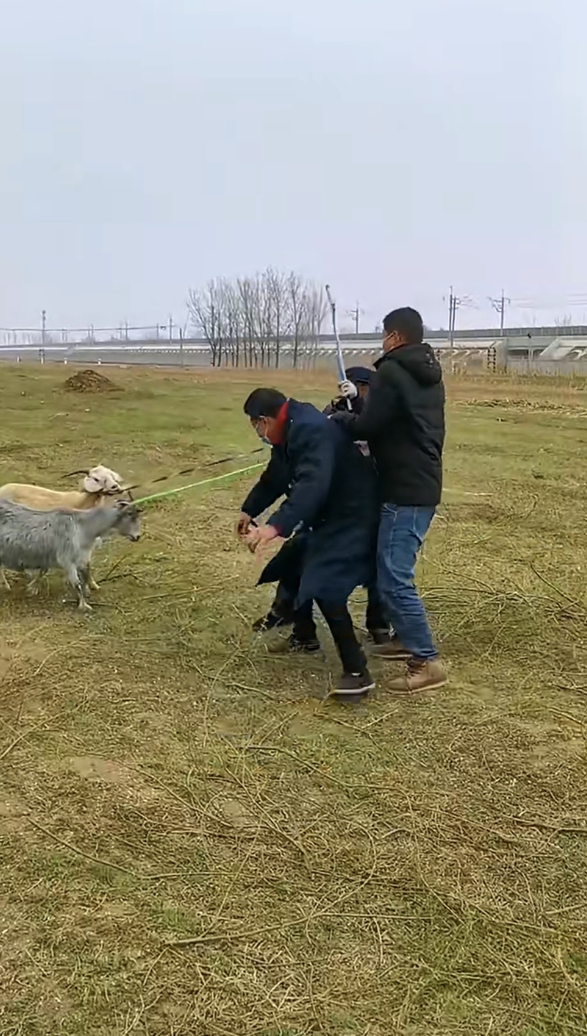 抓羊做核酸图片