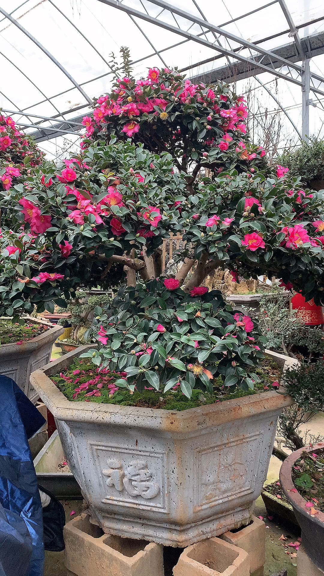 原生造型茶梅四季常青不落叶现在正是花期适合庭院别墅农家小院栽植