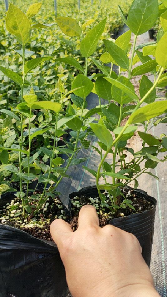 北高耐寒品种德雷珀蓝莓苗