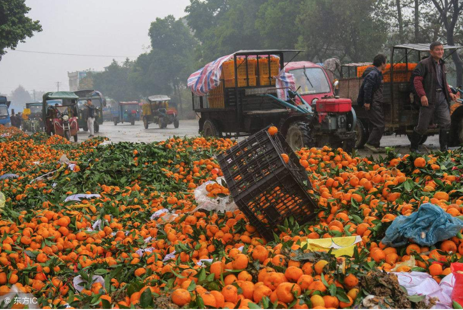 百万斤水果滞销,百姓吃不到便宜水果,果农:中间商赚的是黑心钱