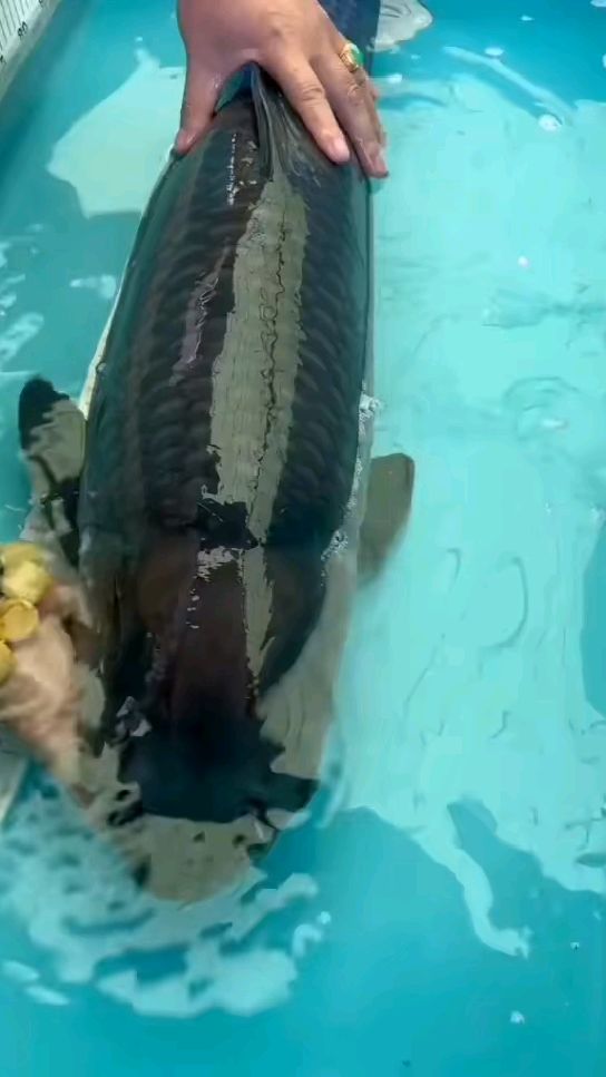 一米长的大黑鲩鱼,镇宅!天上雷公,地下关公