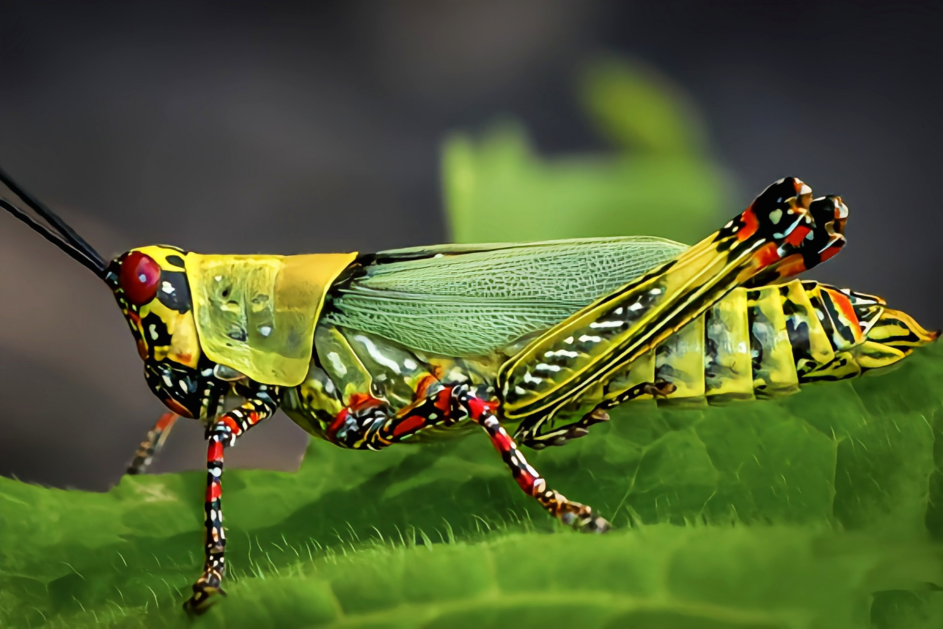 热带雨林的昆虫种类图片