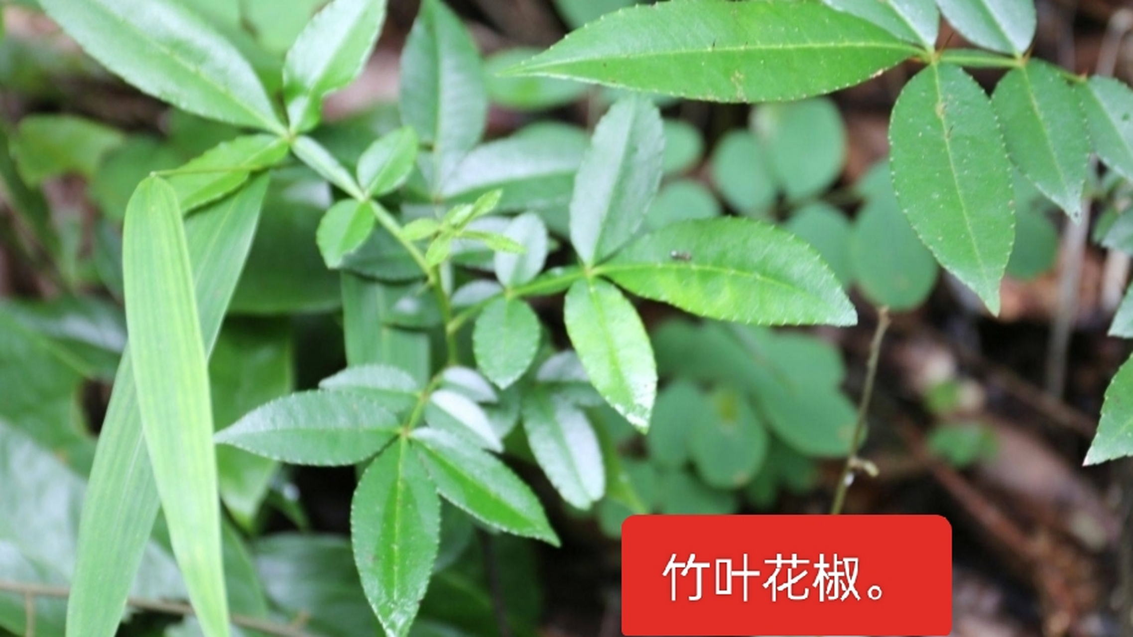 竹叶花椒,全身都是宝.叶和果用来煮肉类去腥味.