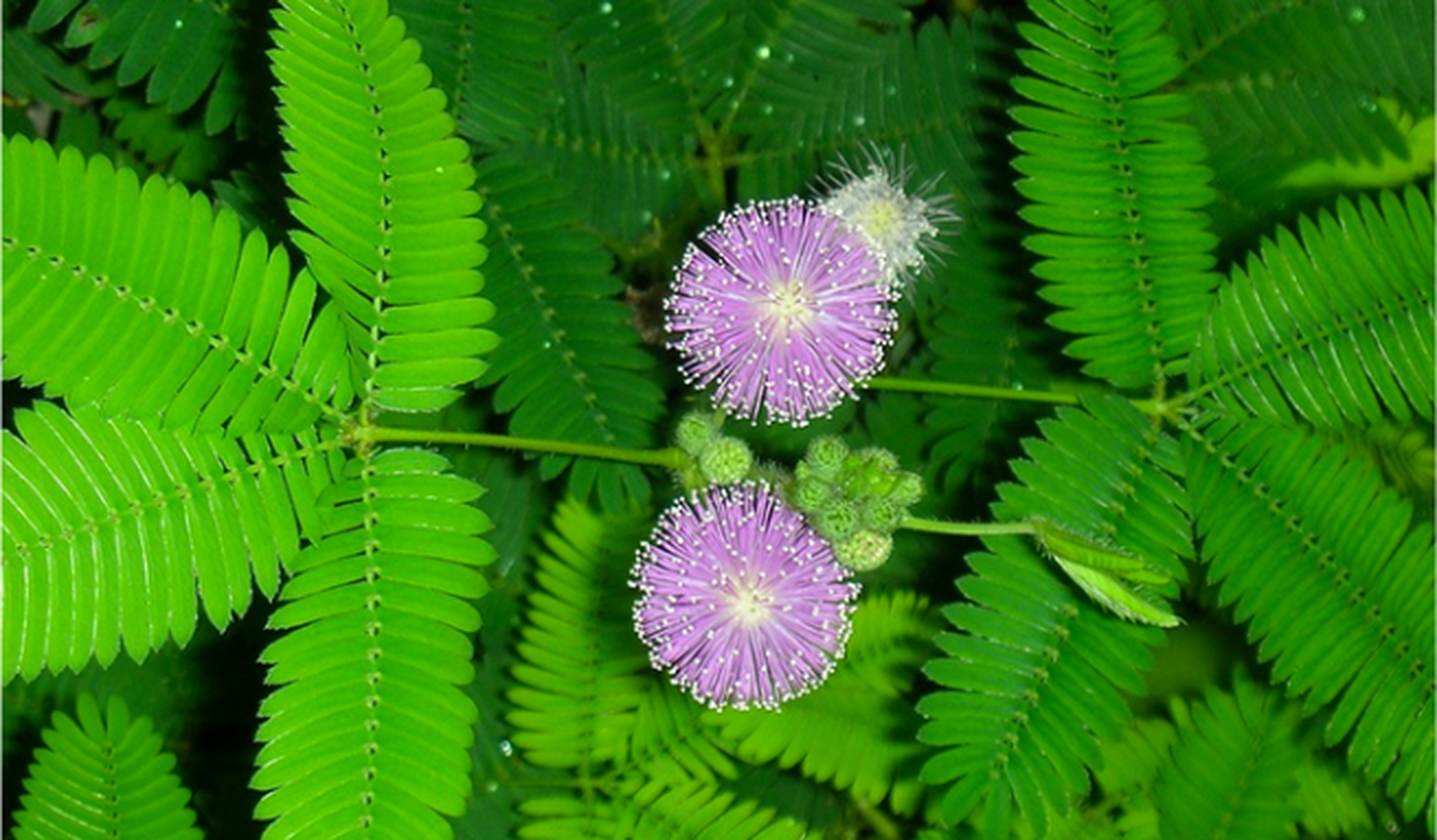 [原文:含羞草会开花吗?