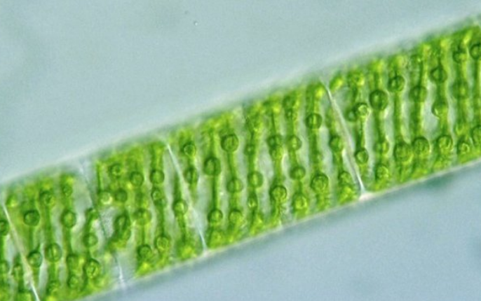 水绵有叶绿体吗