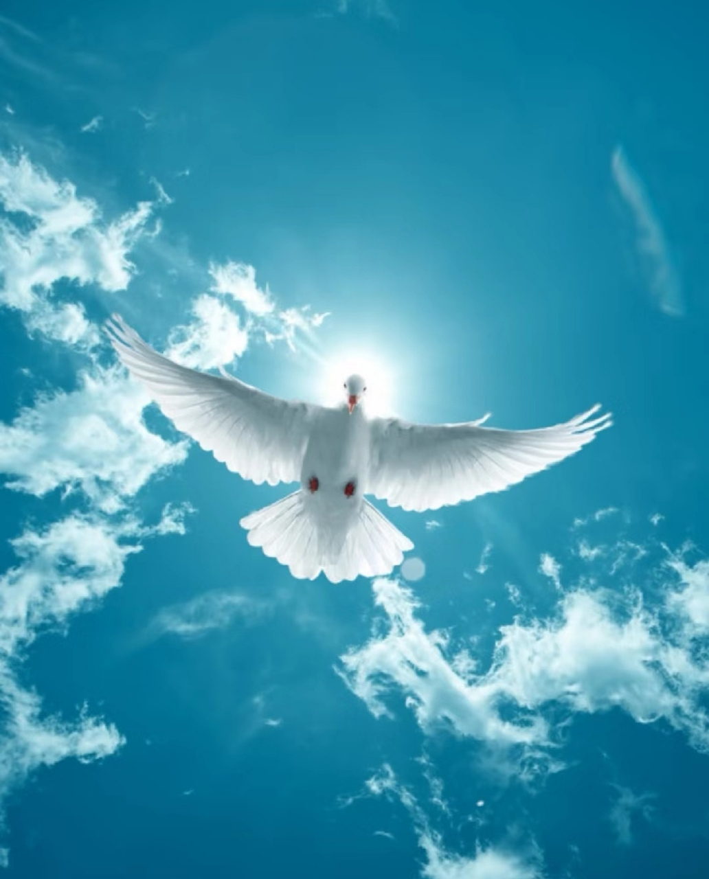 展翅高飞的鸽子