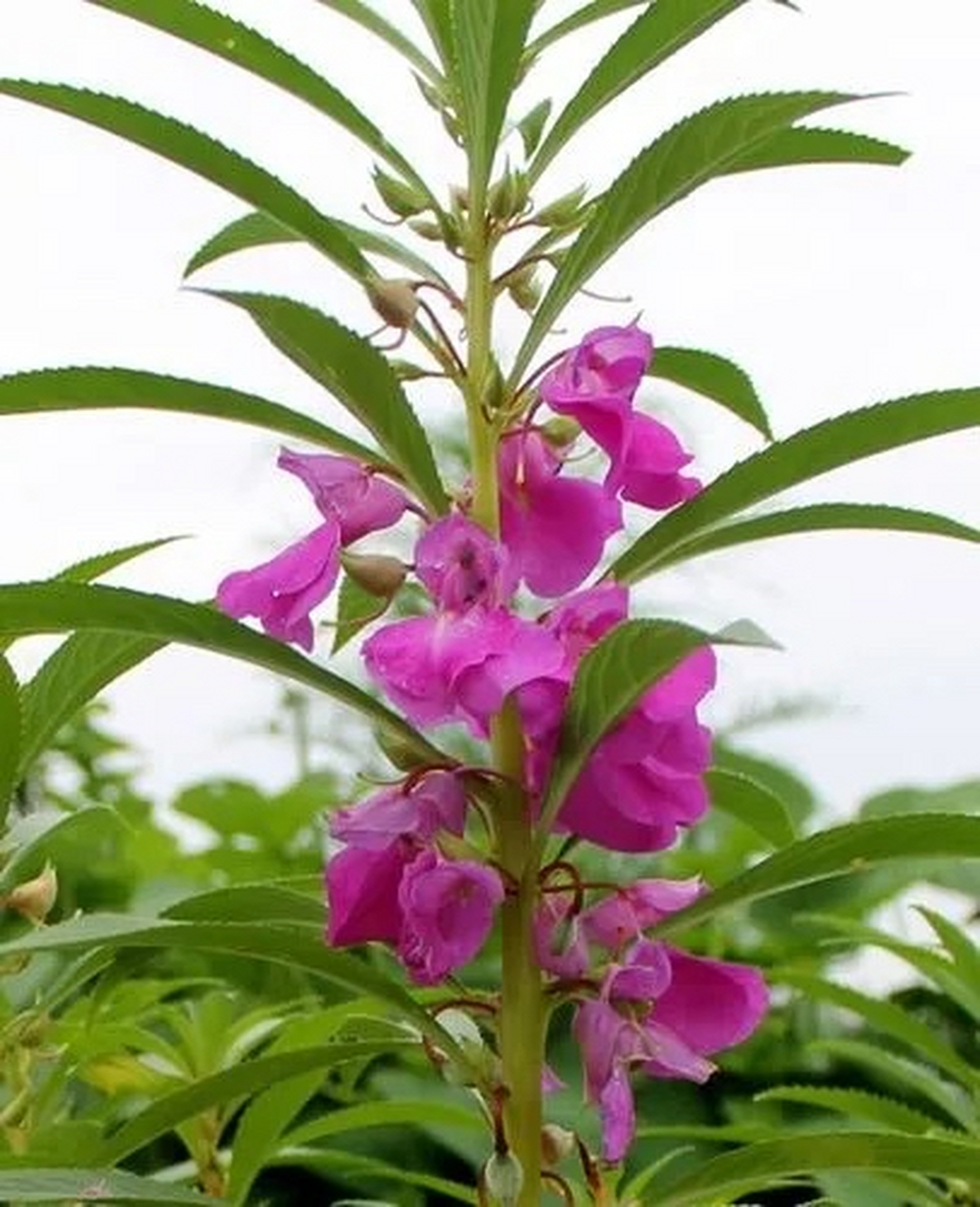儿时记忆:指甲花染指甲  我家的凤仙花是紫红色的,最后效果是敷上去半
