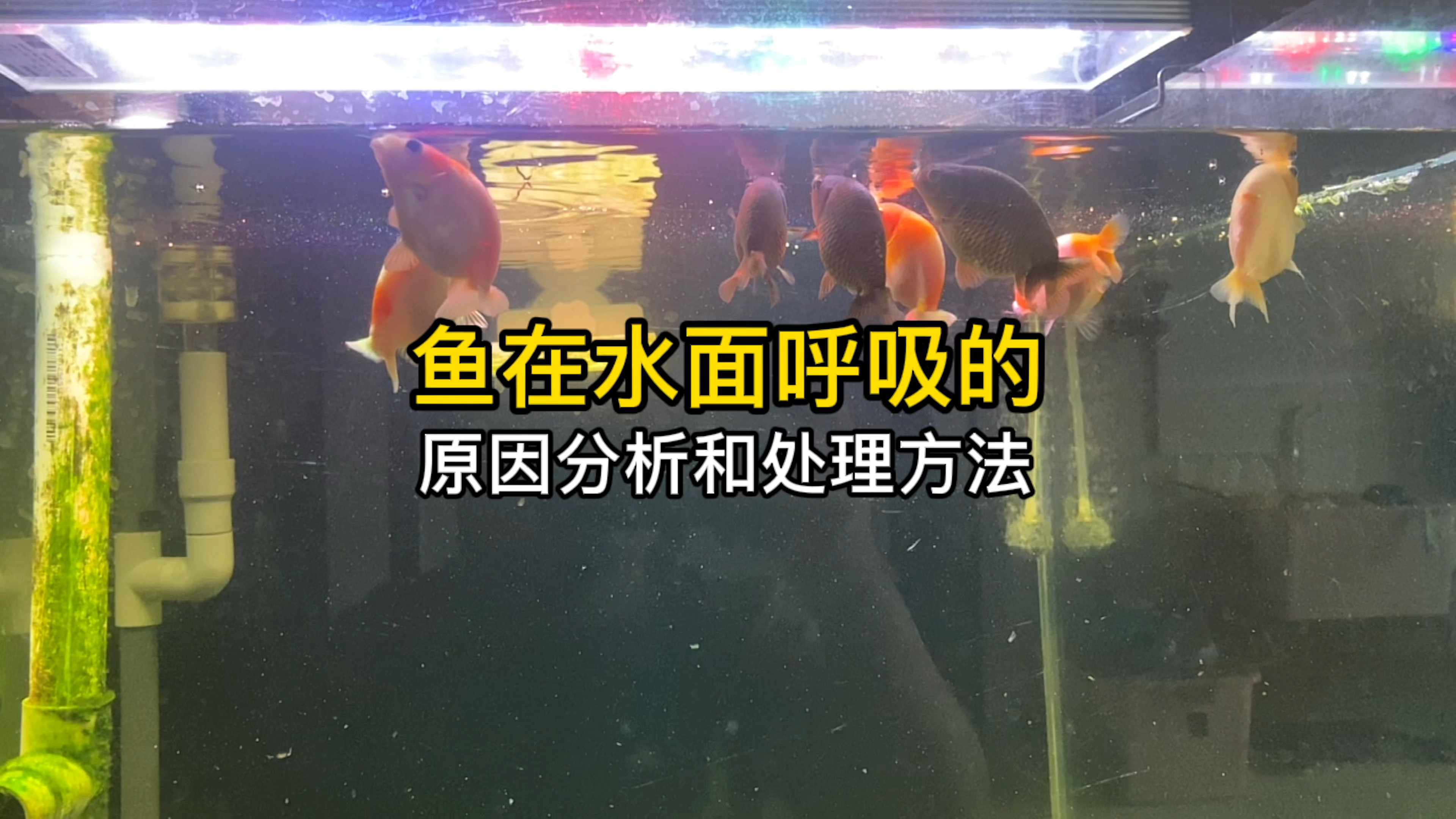 鱼在水面呼吸的原因分析,怎么处理这个现象?