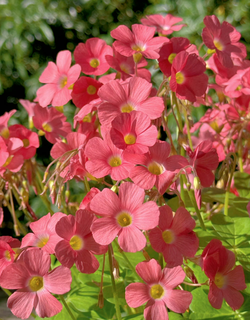 静待后面新品种酢浆草开花花…  7715一不小心看到酢浆草的花语