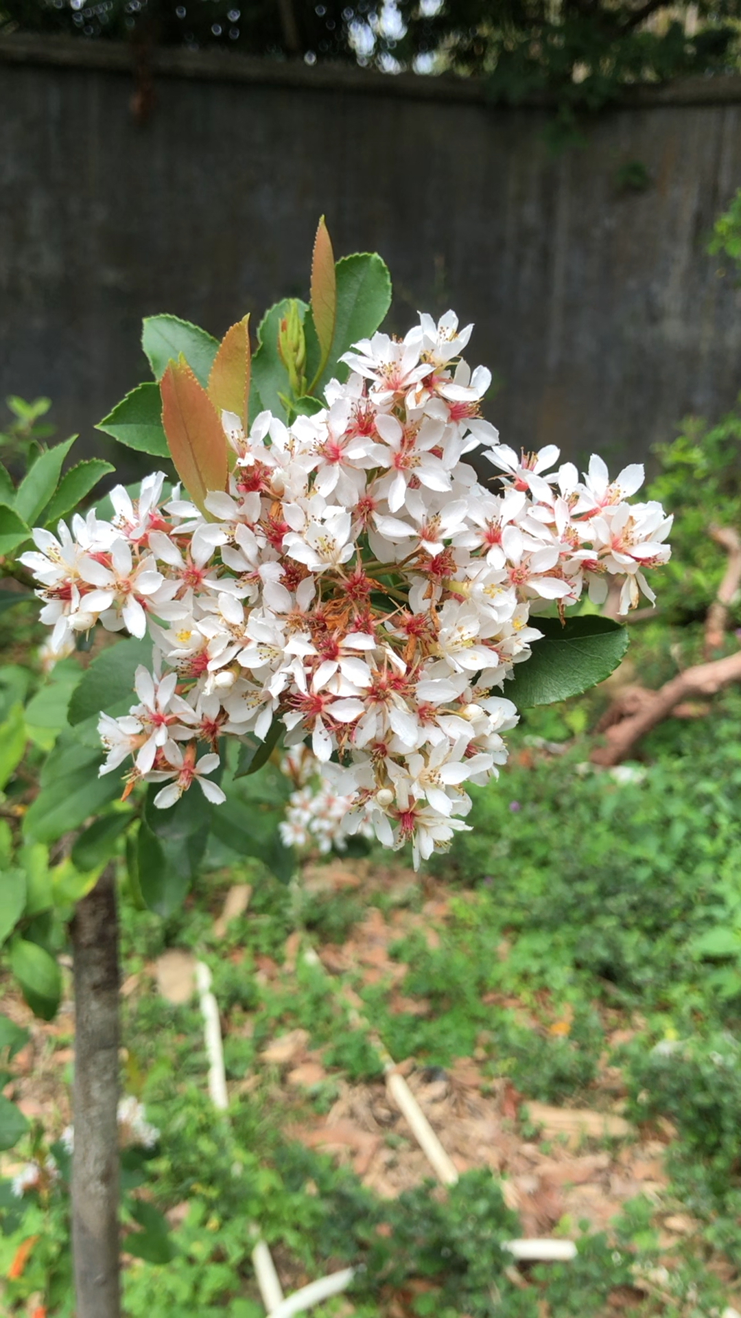 开花了,春花石斑木
