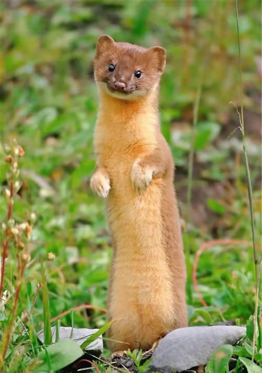 没想到,黄鼠狼站起来的模样还蛮可爱的,奇怪的是,见到人它不但没跑,还