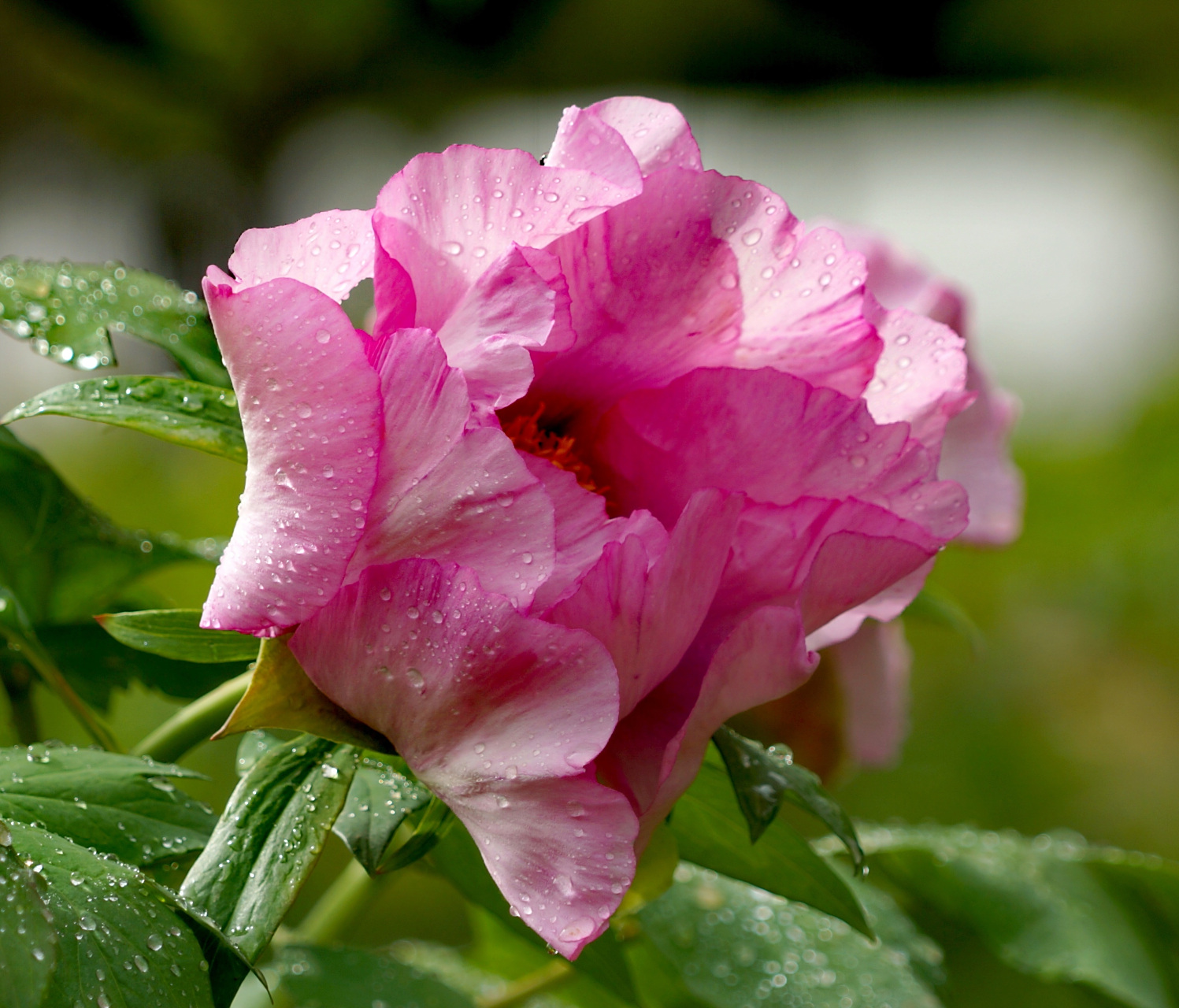 九月动态激励计划# 牡丹——赵粉  赵粉是一种牡丹花品种,具有单瓣半