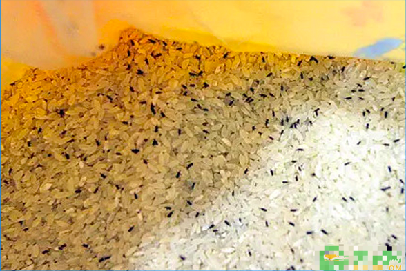 米虫会在家里繁殖吗?