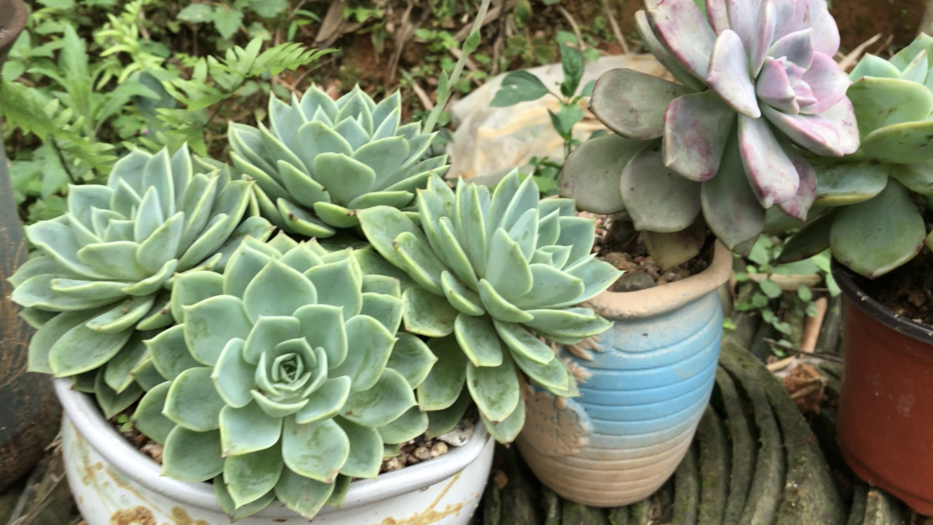 @乙女心 多肉状态记录,三色堇&钱串