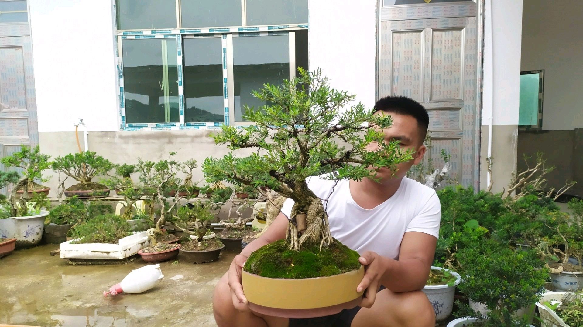耗时六年从普通黄杨素材到造型优美的大树型黄杨盆景是如何培养