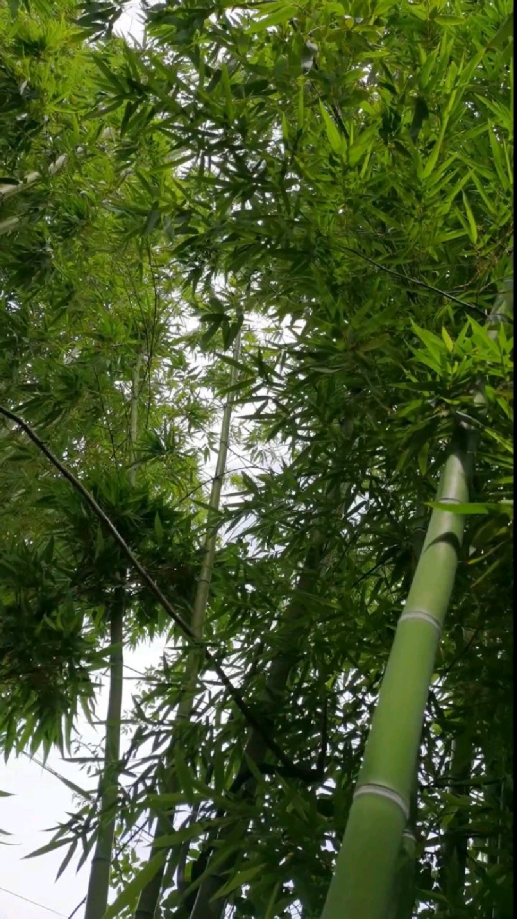 竹子的高洁品质和君子气节为人推崇,节节高升,竹报平安,祝友友幸福