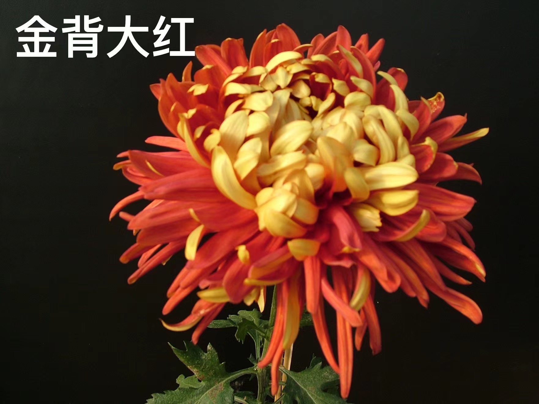 科普北海丨菊花品析小课堂——平瓣型菊花