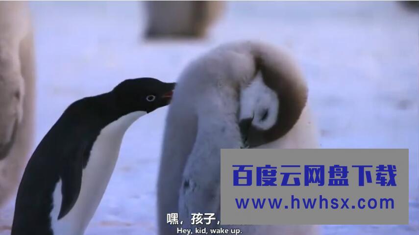 《企鹅2019/企鹅小萌萌》4K|1080P高清百度网盘
