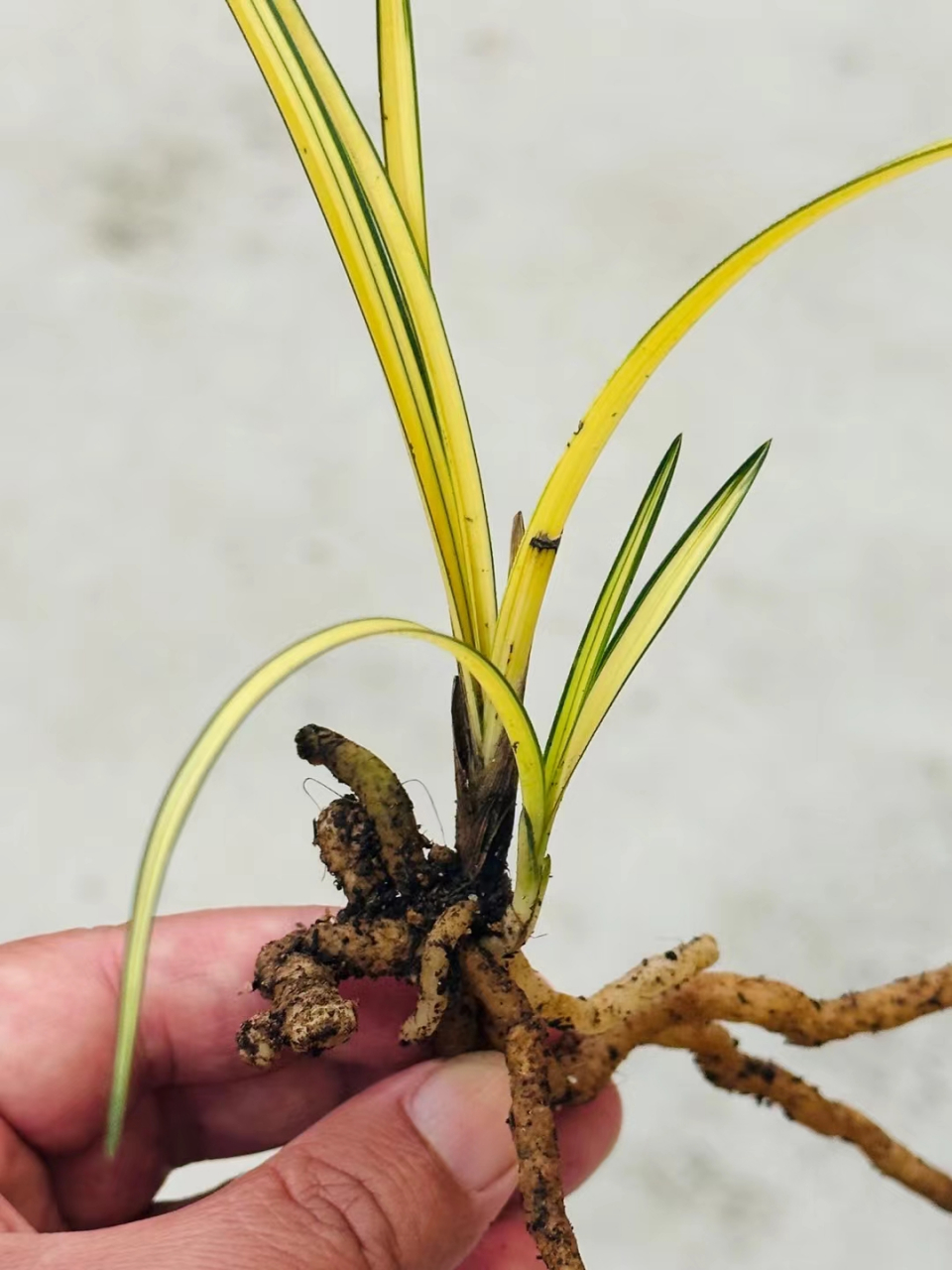 黄金龙根连苗中透,转色中,颜色会红黄红黄的,规格21/0.