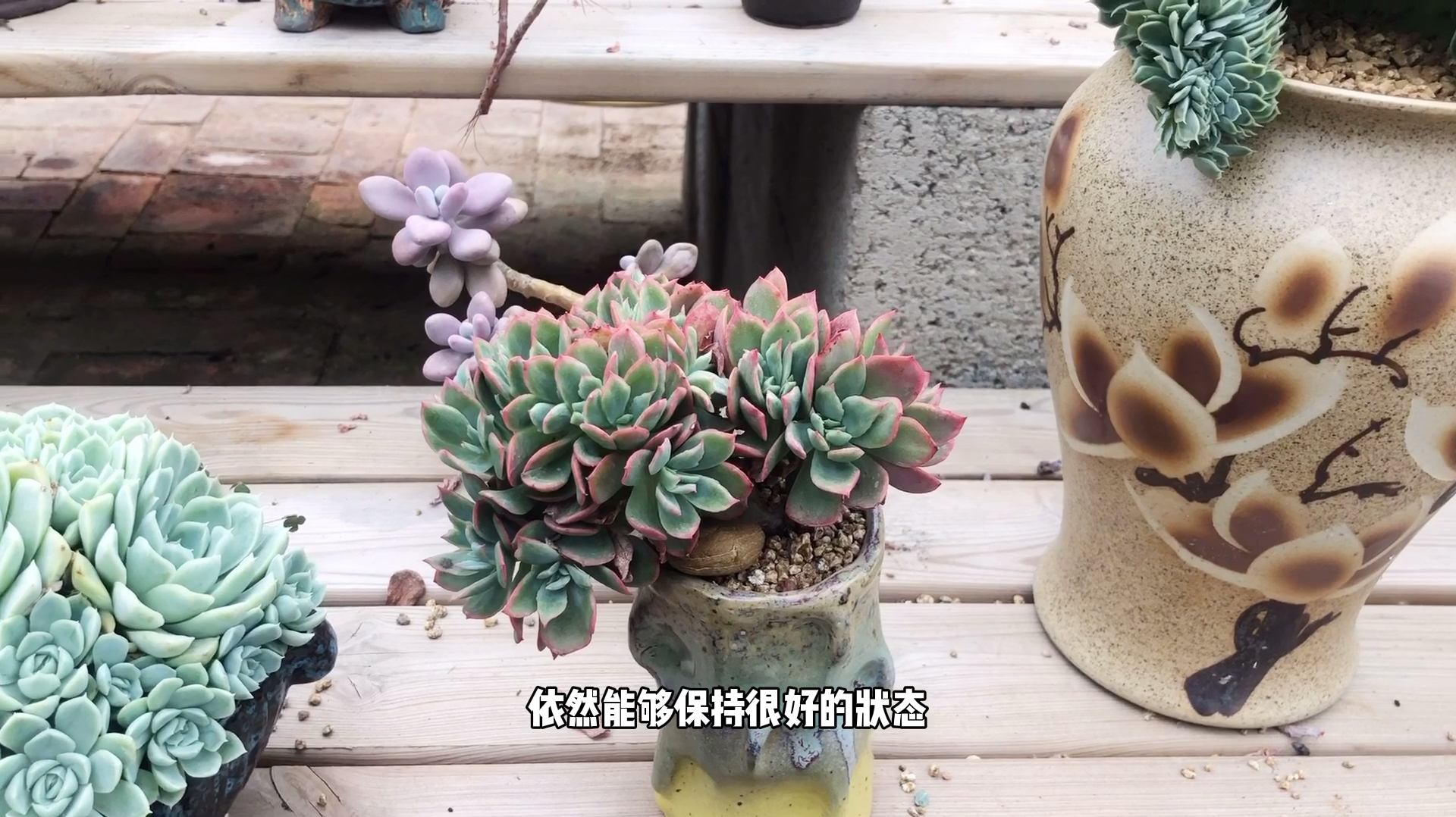 这些多肉夏季不休眠,浇水浇多了还会徒