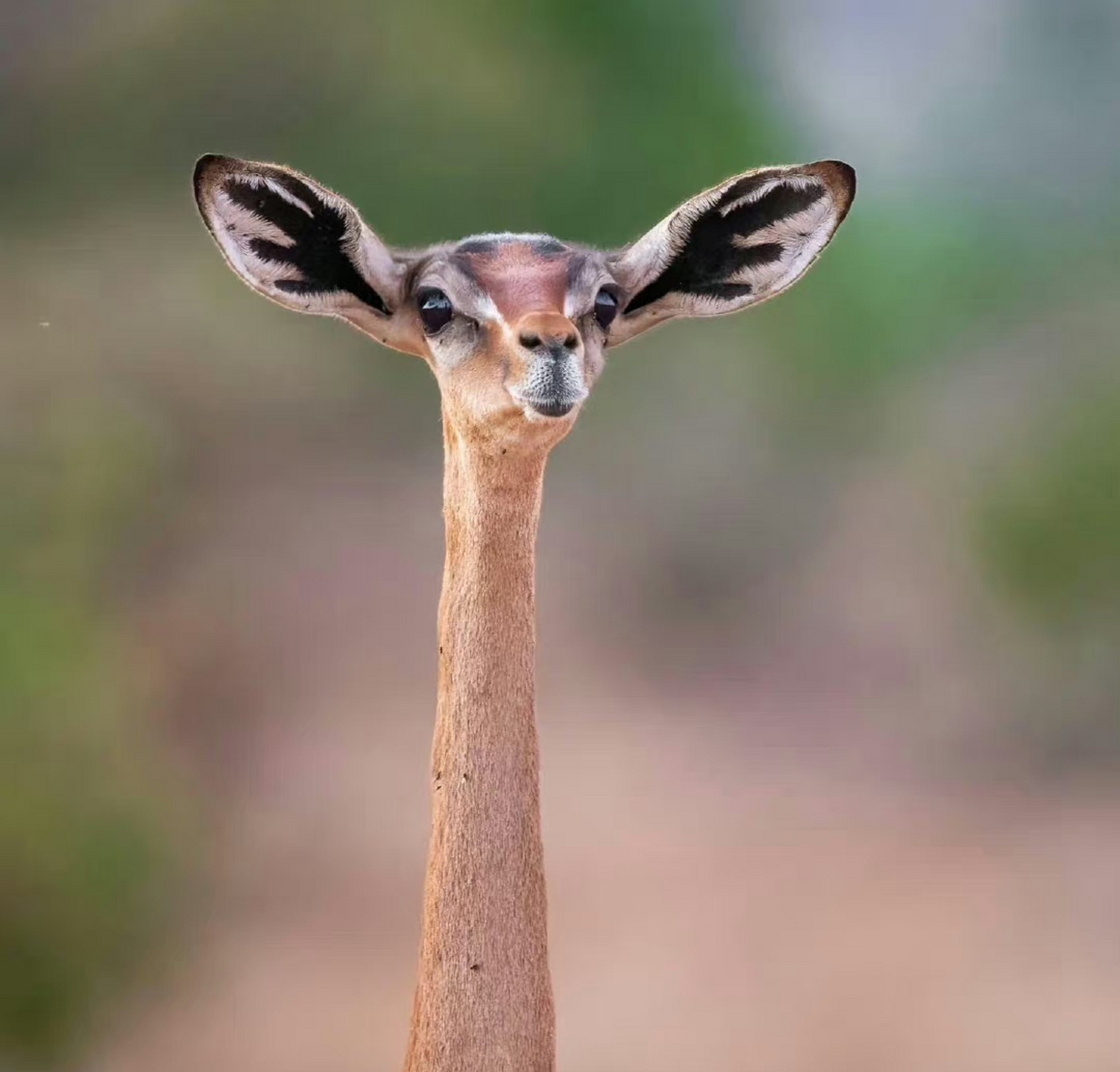 长颈羚(gerenuk),体型健美,头小身长脖子长,以站着干饭而出名.