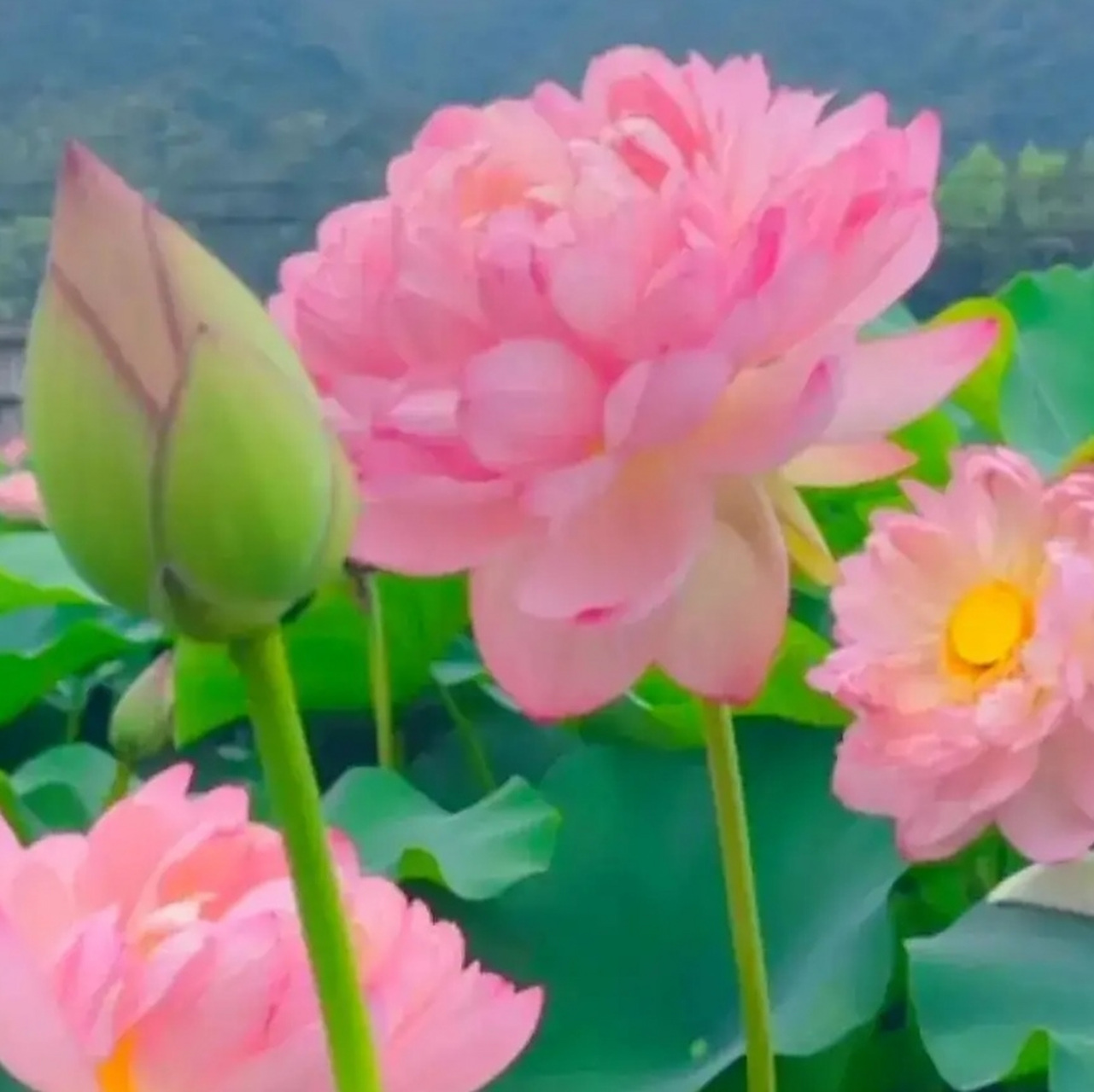 今见.美美和和90好运连连90荷花盛开清风徐来909090