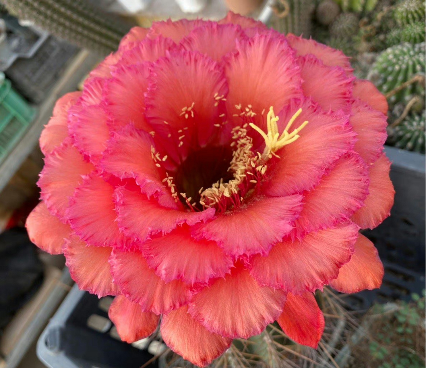 毛花柱:格莱瑟的荣耀(自花) 品种来自国外栽培者,由"格莱瑟的荣耀"自