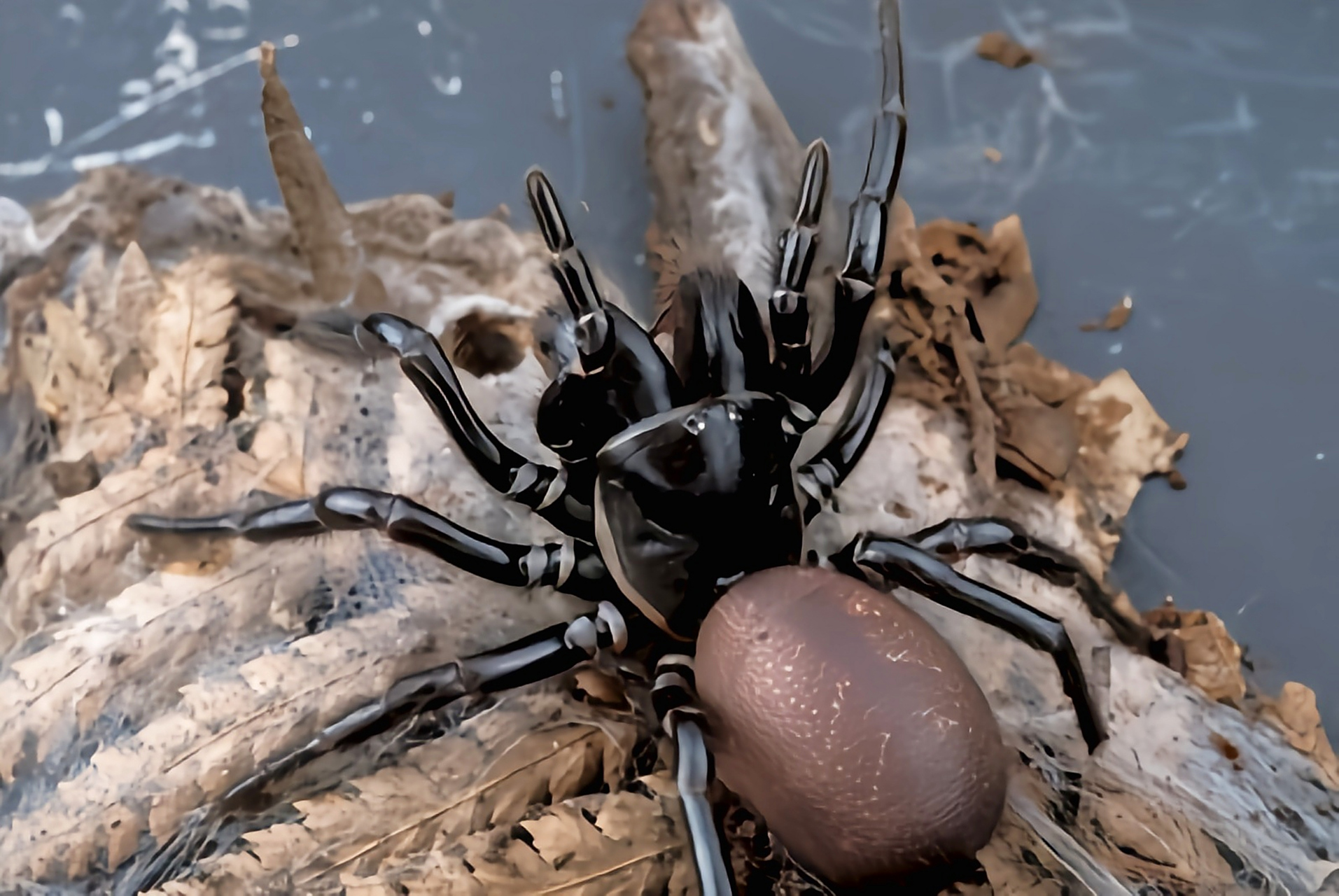 每天认识一种动物——漏斗网蜘蛛 漏斗网蜘蛛别名悉尼漏斗网蜘蛛,仅