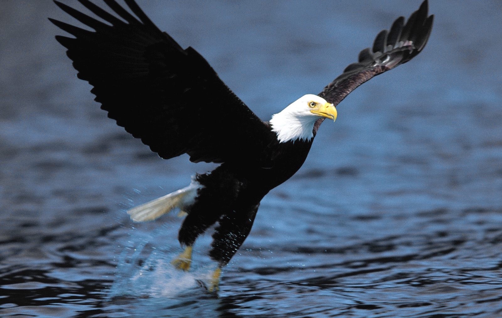 七绝.02大鹏展翅