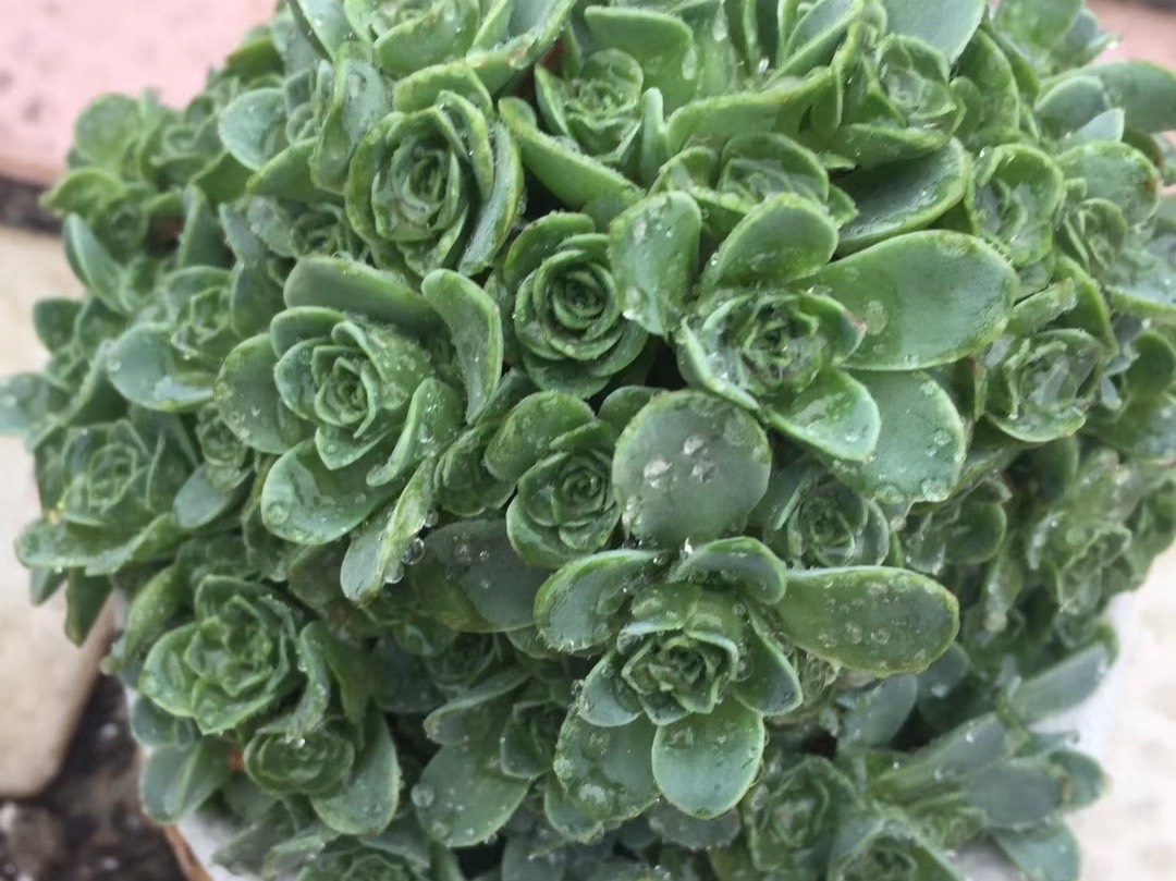 让山地玫瑰翡翠球先徒长后修剪,变成棒棒糖的形状,浪漫又漂亮