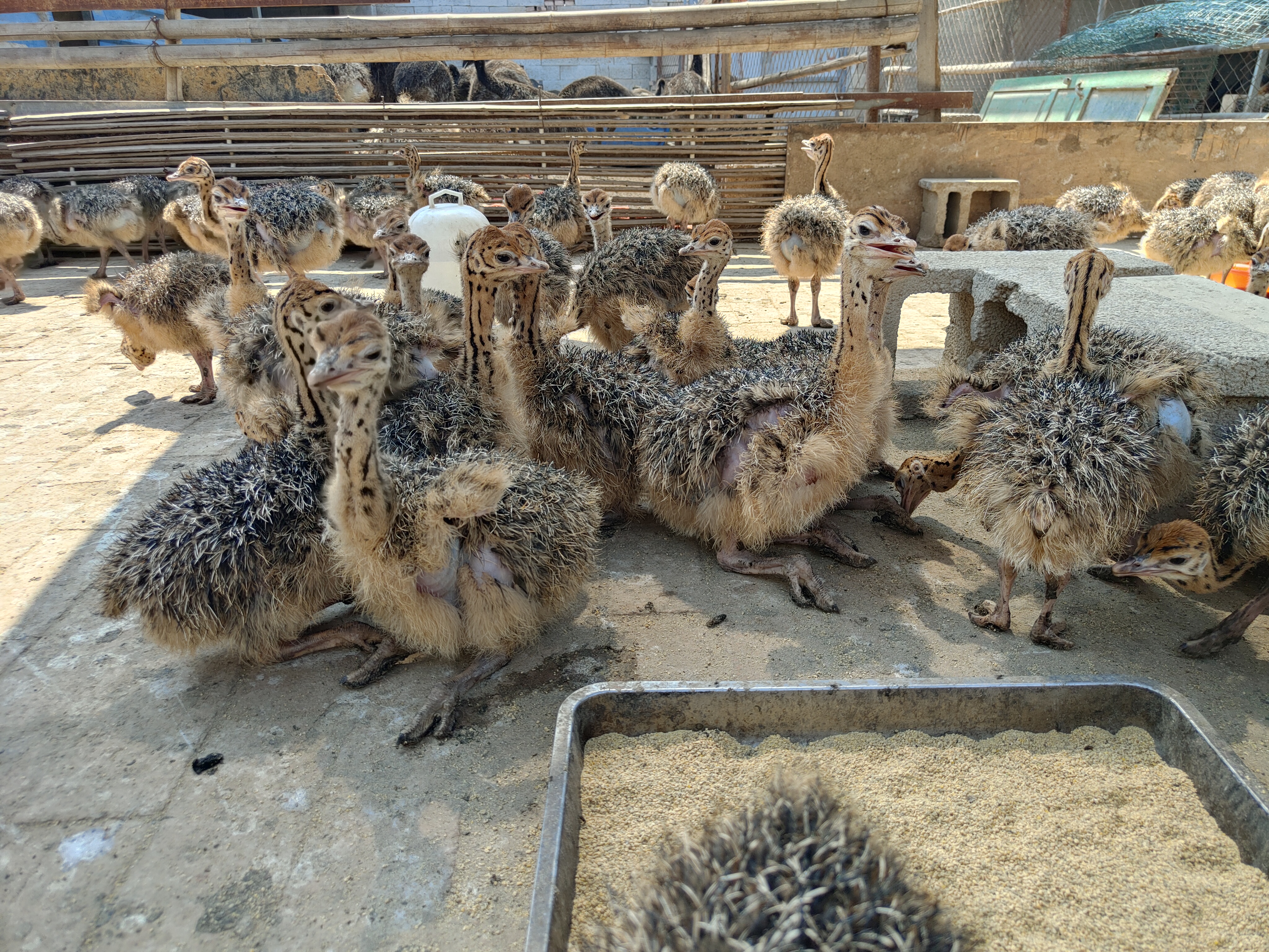 養殖非洲鴕鳥脫溫小鴕鳥苗價格2023農村特種養殖項目