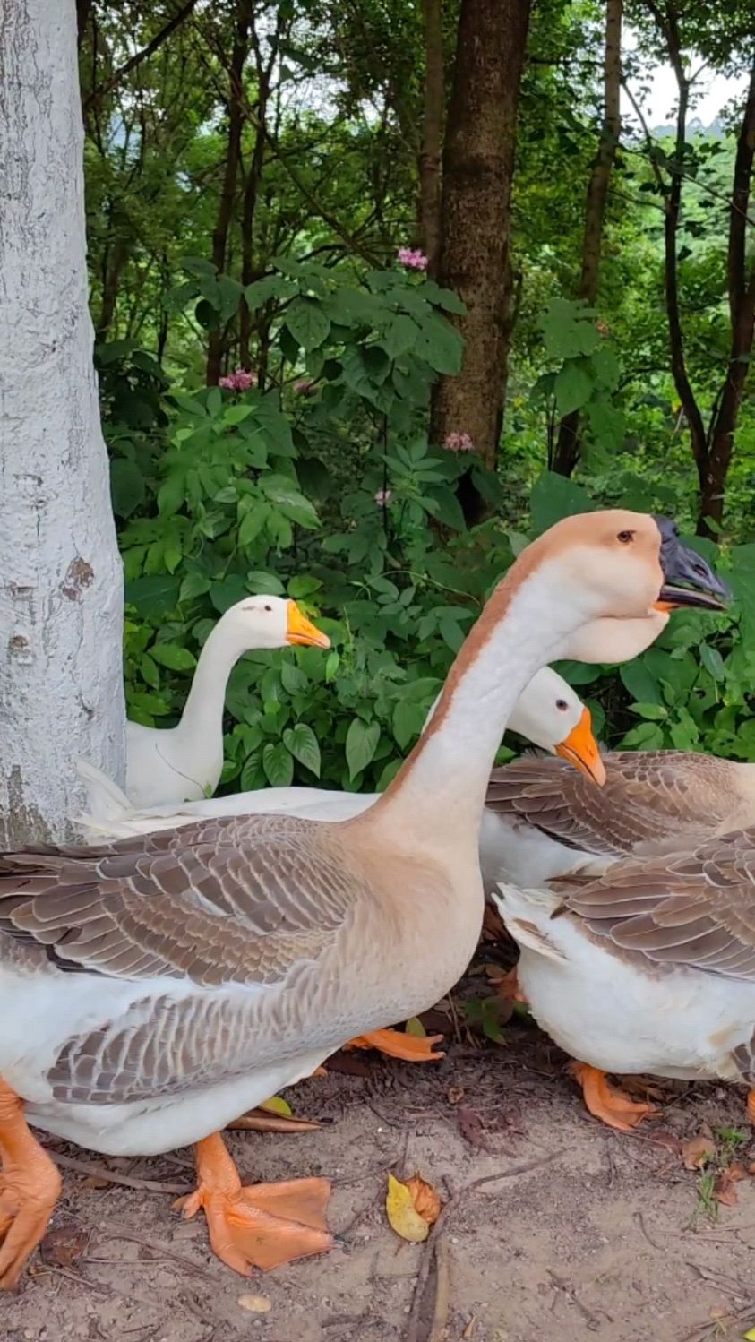 干净漂亮的大鹅,你最想抱哪只