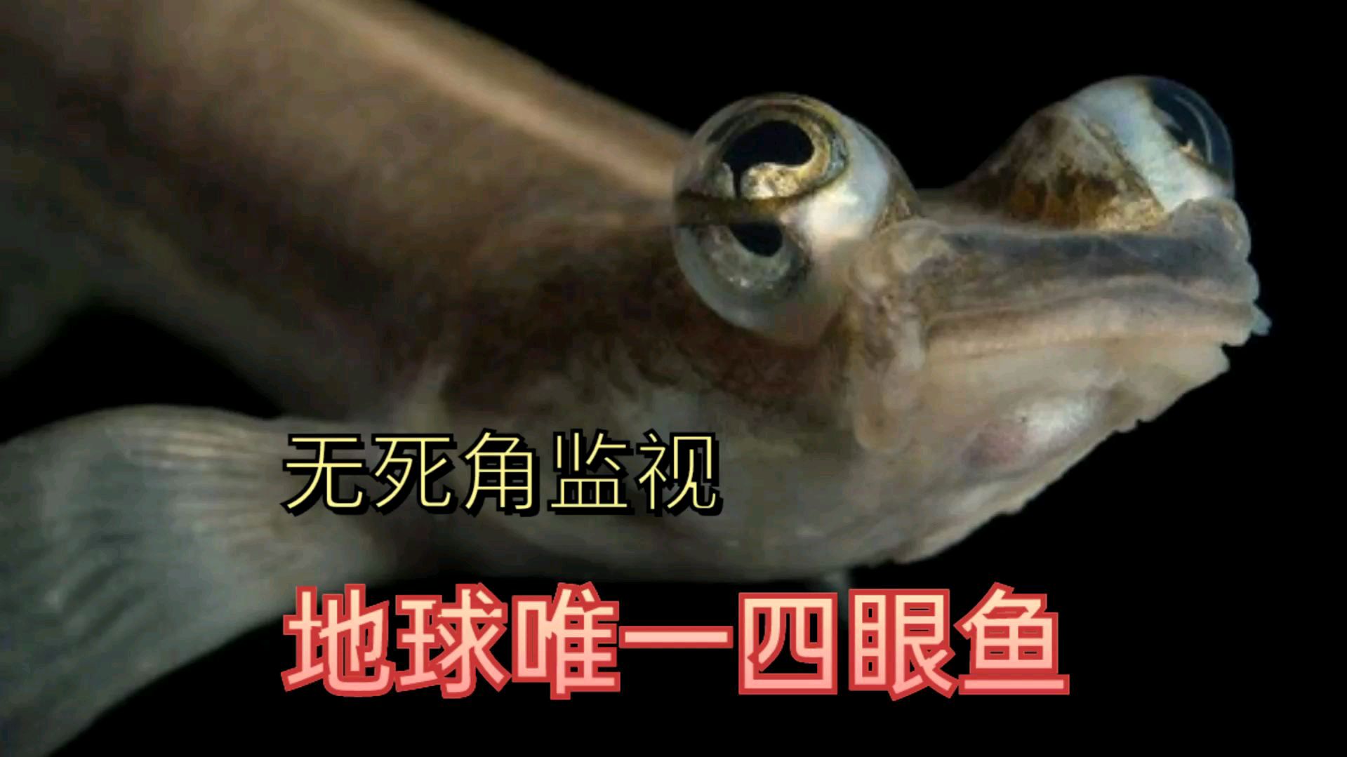 远看似鳄鱼近看像青蛙,原来四眼鱼